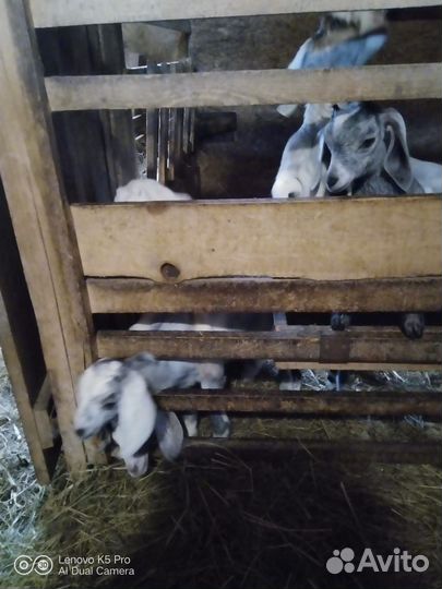 Нубийские козлята