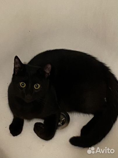 Отдам кота в добрые руки