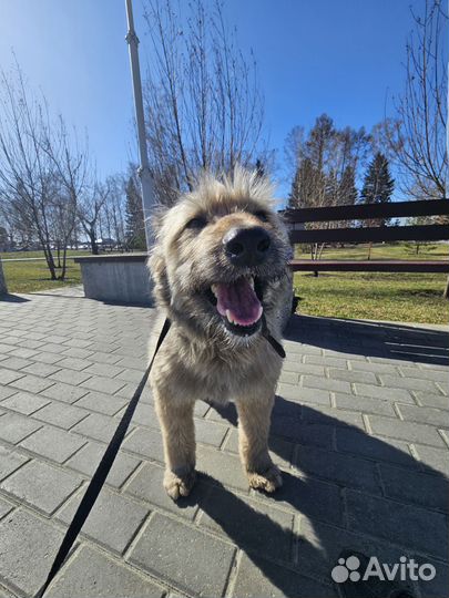 Собака в добрые руки