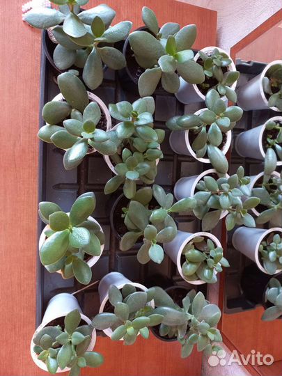 Толстянка крассула