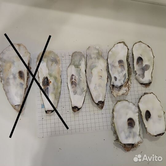 Большие створки устричных раковин