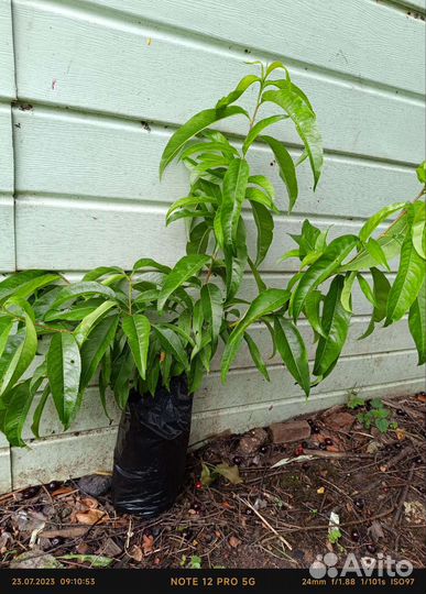 Саженцы персика