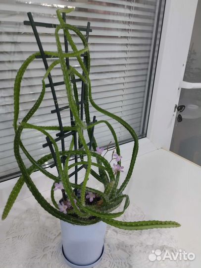 Дендробиум