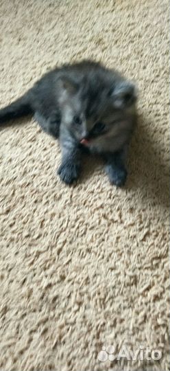 Котята бесплатно