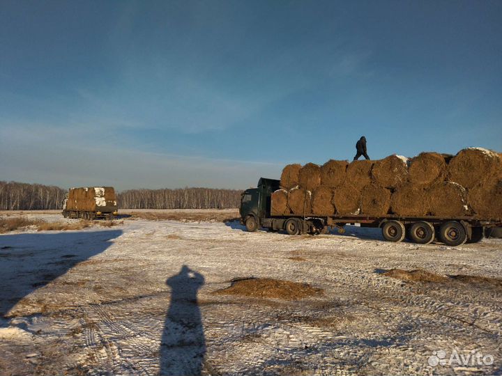 Сено, солома гороховая