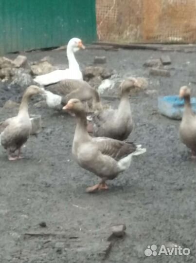 Гуси на племя