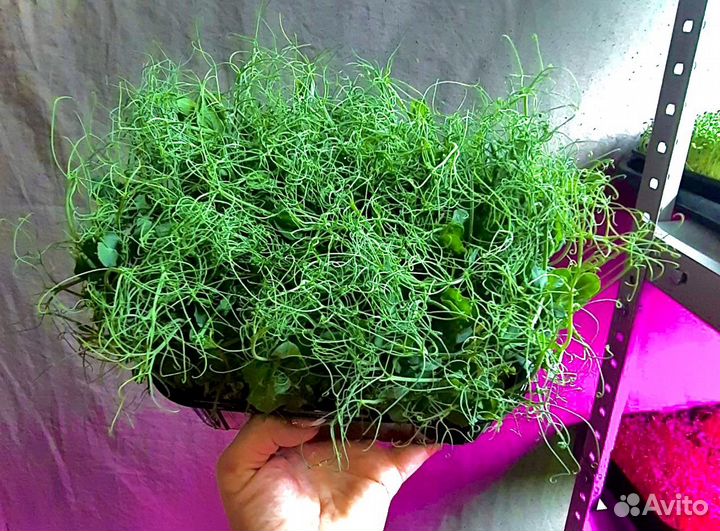 Микрозелень