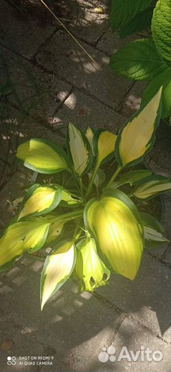 Герань пленум, хоста, гортензия