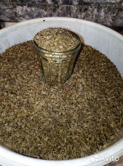 Семена укропа