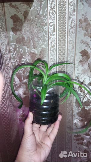 Алоэ, хлорофитум