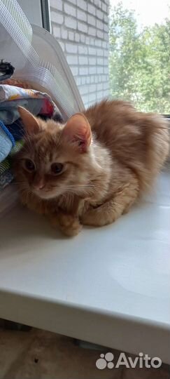 Рыжий котенок