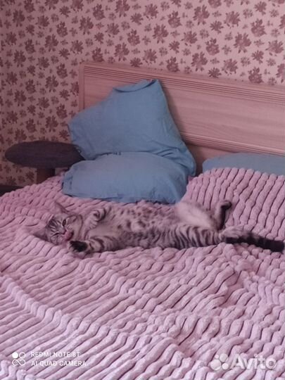 Шотландец кот вязка