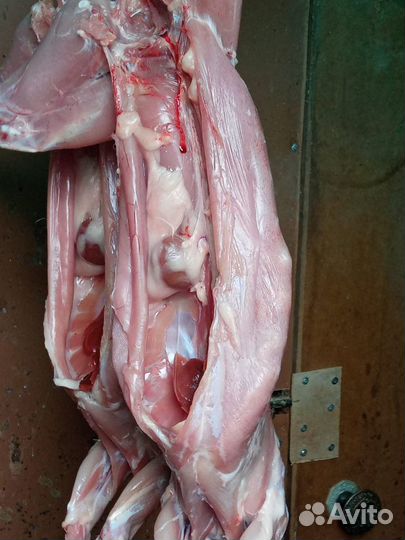 Мясо кролика