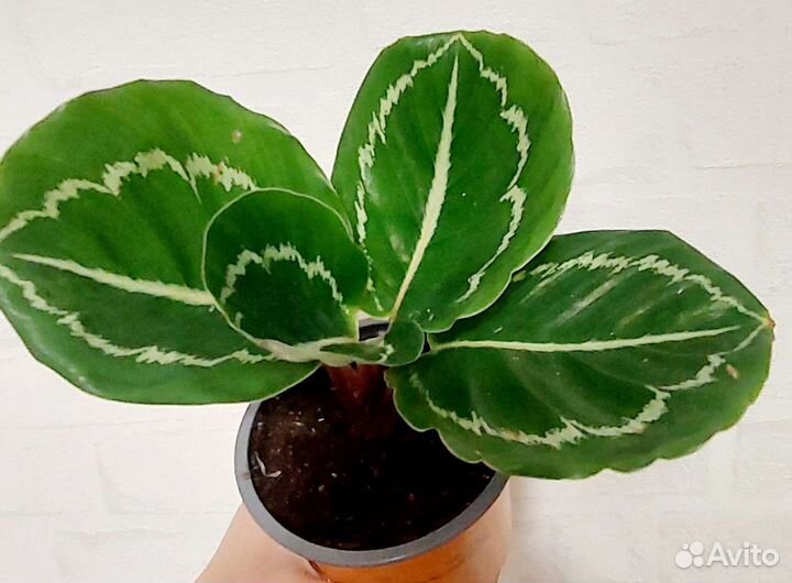 Калатея Эппл Би