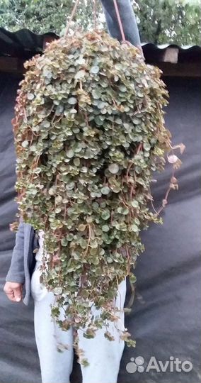 Гигантские ампельные растения в подвесном кашпо