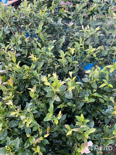 Саженцы голубики. Голубика