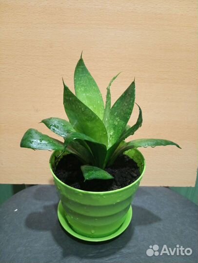 Сингониум Сансевиерия