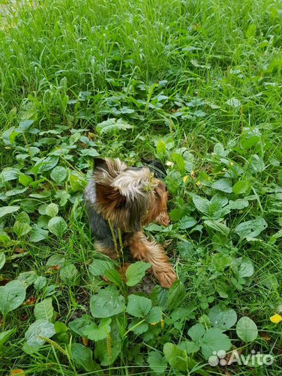 Вязка йорк мини