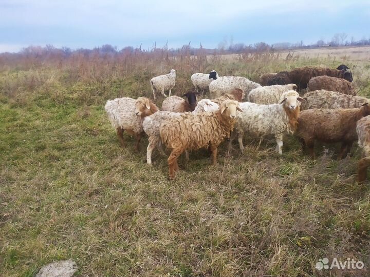 Овцы бараны на мясо