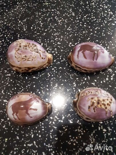 Ракушка морская