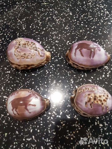 Ракушка морская