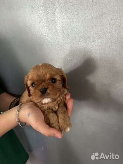 Наши хвостики