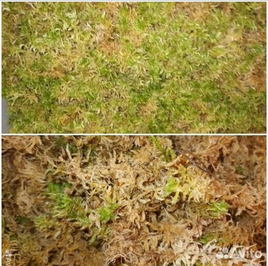 Мох сфагнум живой