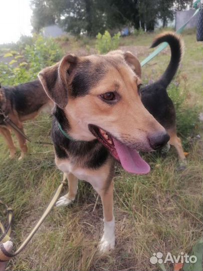 Собака в добрые руки