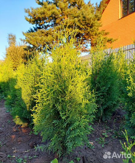 Туя смарагд