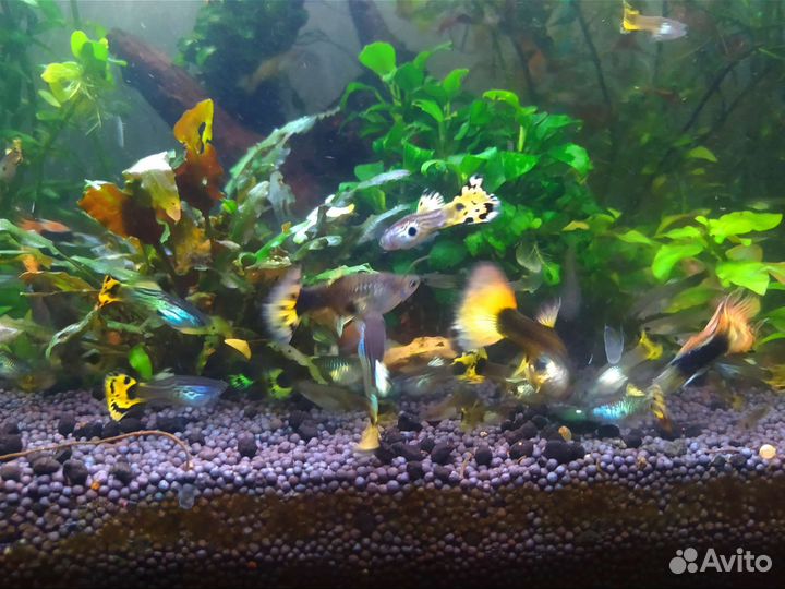 Аквариумные растения/гуппи