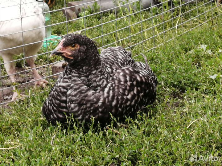 Куры петухи