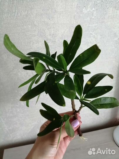 Кротон пестрый