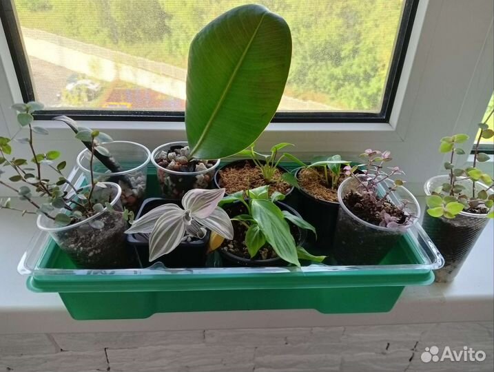 Комнатные цветы