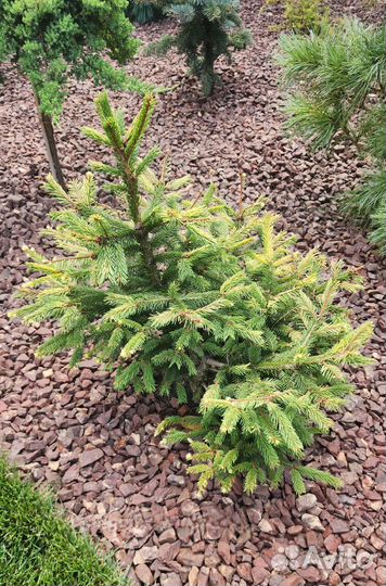 Каменная крошка Яшма