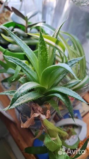 Суккуленты