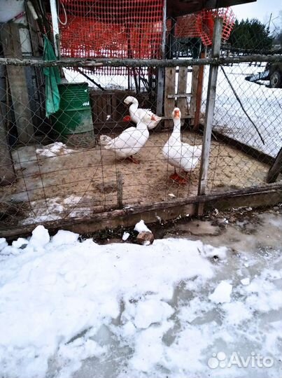 Яйца Гусиные и гуси