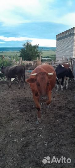 Коровы дойные