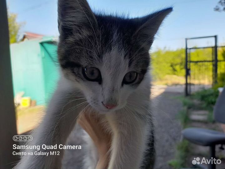 Котята в добрые руки бесплатно