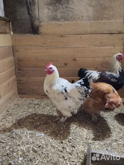 Петух брама