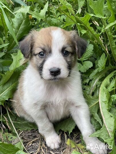 Щенок девочка в добрые руки