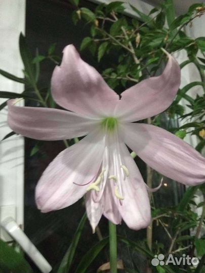 Отдам Куст смородины, малины чёрной и красной