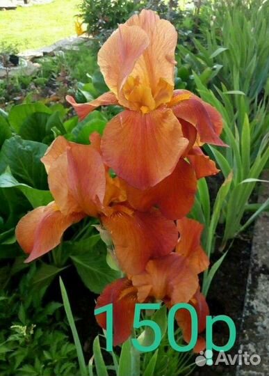 Ирисы гафрированные