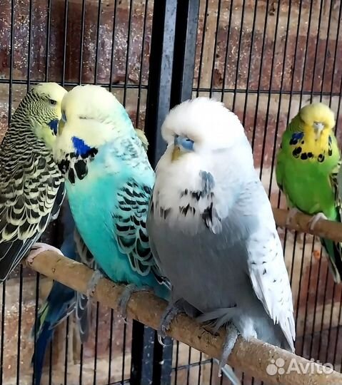 Волнистый попугай