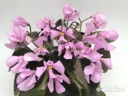 Миниатюрные фиалки - лист(срез) и детки