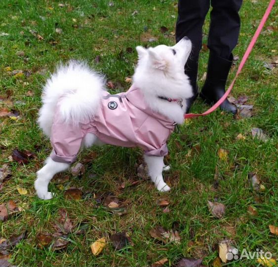 Комбинезон для кобеля