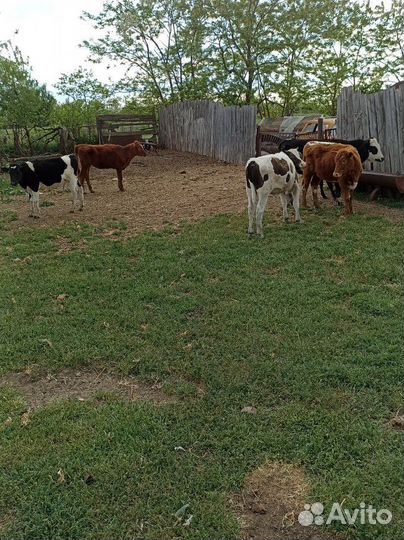 Быки на мясо. Бычки и тёлки на доращивание