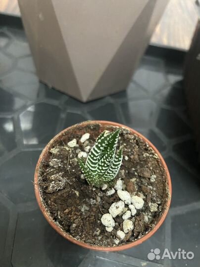 Замиокулькас