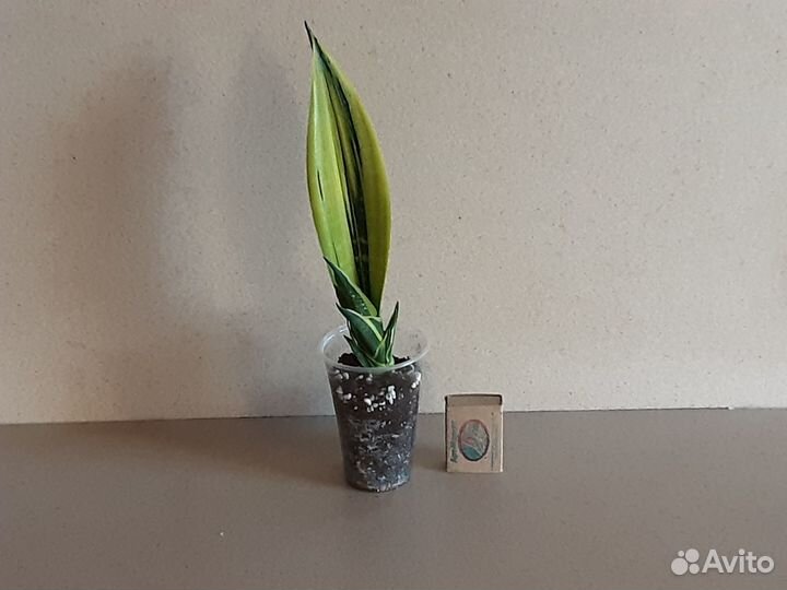 Сортовые сансевиерии