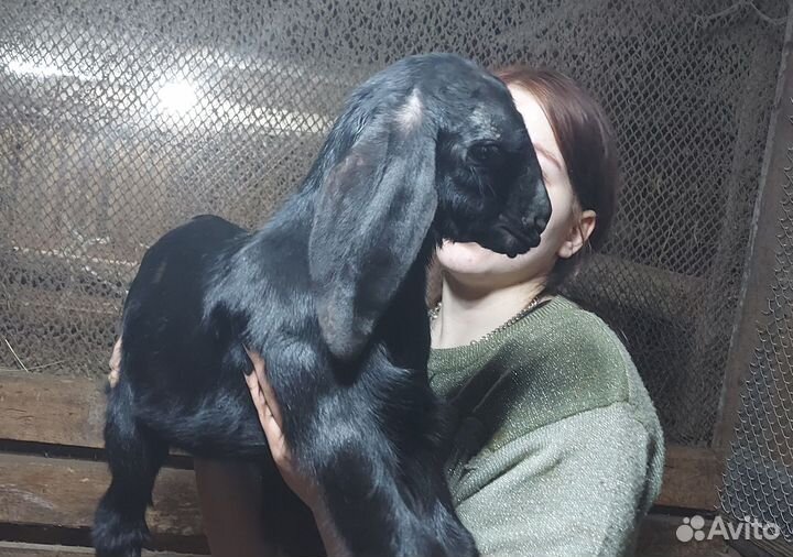 Нубийские козочки и козлики