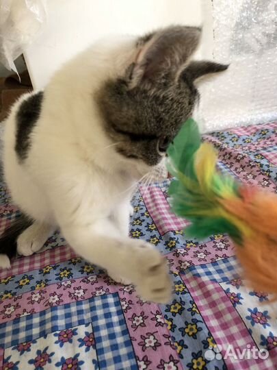 Кошка в дар